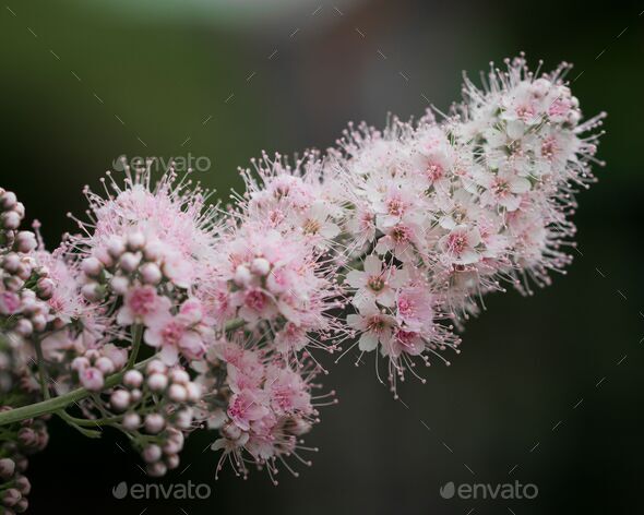 Closeup shot of pink Spiraea salicifolia flowers - Stock Photo - Images
