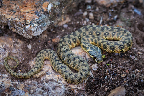 Closeup shot of a Natrix maura snake in its natural habitat - Stock Photo - Images