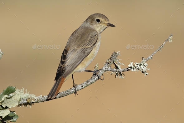 Closeup shot of a Common Redstart bird perched on a tree branch - Phoenicurus Phoenicurus - Stock Photo - Images