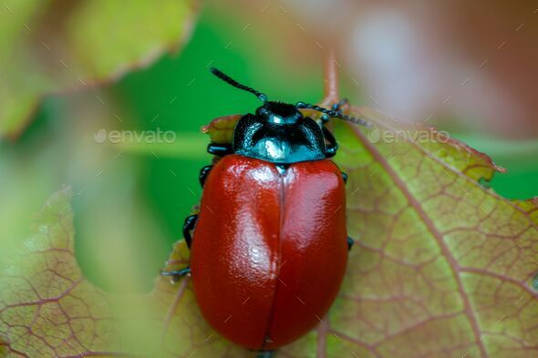 Poplar leaf beetle (Chrysomela populi) on tree - Stock Photo - Images