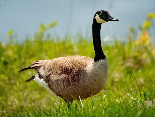 Closeup shot of a Canada goose (Branta canadensis) on the grass - Stock Photo - Images