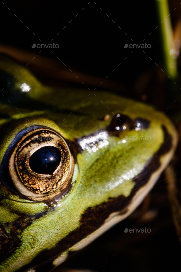 Closeup shot of a green-black stripe frog with a blurred background