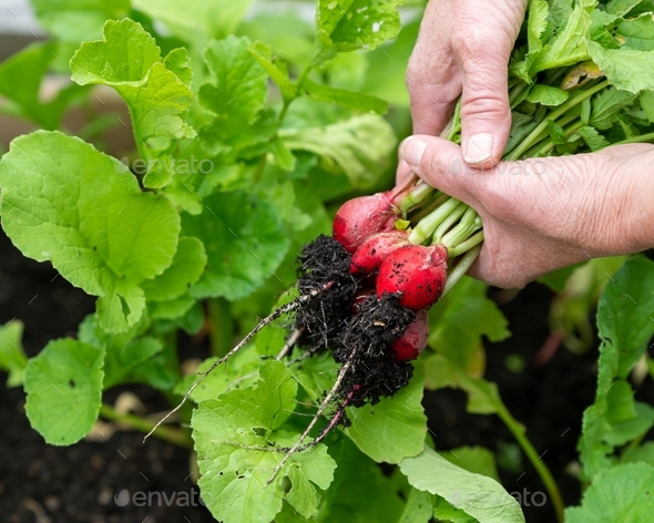 Harvest, woman hands holding ripe red radishes. Ecological, organic cultivation, home gardening.