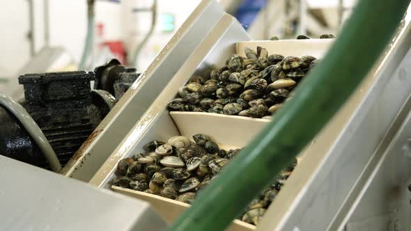 Conveyor with Steps Transports Raw Fasolari to Sort at Plant alt