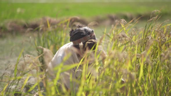 woman harvesting rice alt