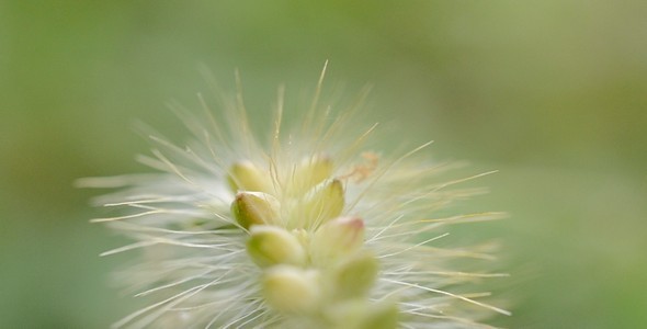 The Grass Blossoms alt