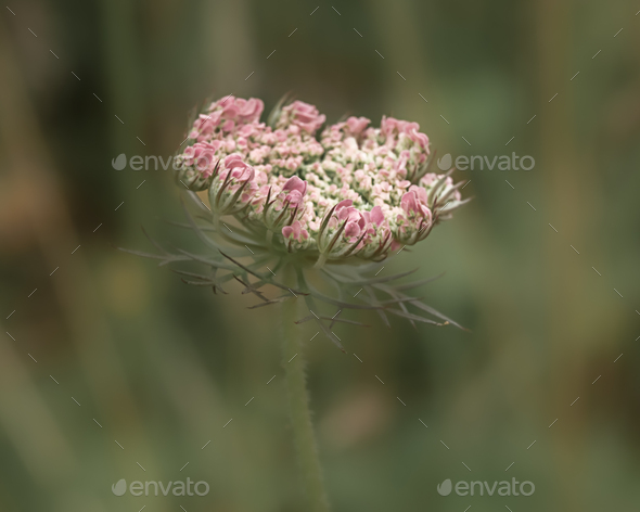 Queen Anne's Lace pink and white Wildflower blurry green background - Stock Photo - Images