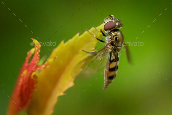 Meat Bee dangling from a leaf on a plant - Stock Photo - Images
