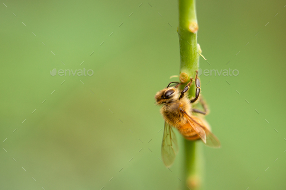 A Honey Bee on a Stem Collecting Pollen - Stock Photo - Images