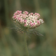 Queen Anne&#39;s Lace pink and white Wildflower blurry green background - PhotoDune Item for Sale