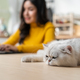 Asian attractive business woman typing on laptop and look at her cat.  - PhotoDune Item for Sale