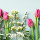 Bouquet of pink tulips flowers, eucalyptus, spring willow on pastel blue background - PhotoDune Item for Sale