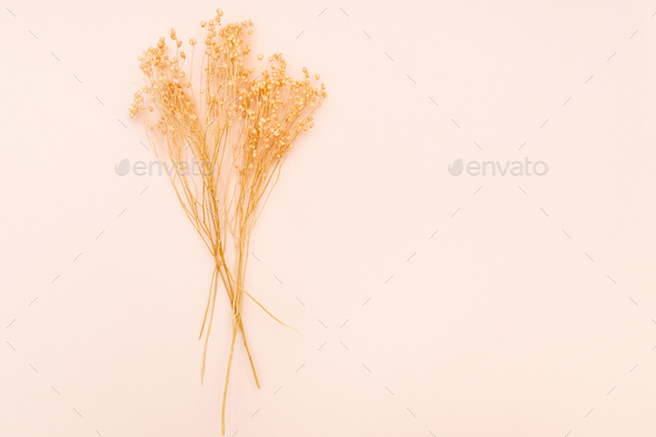 bunch of natural dried twigs of plant on pink - Stock Photo - Images