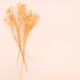 bunch of natural dried twigs of plant on pink - PhotoDune Item for Sale