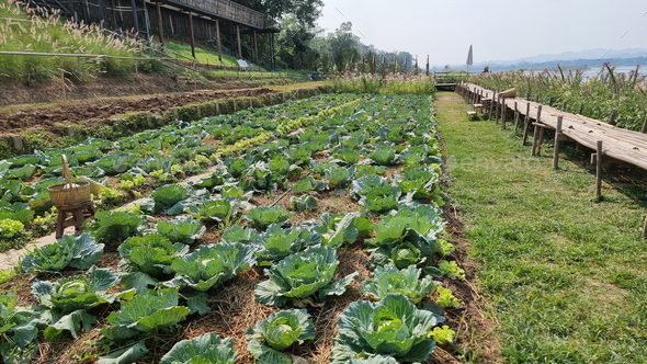 Community kitchen garden. Raised garden beds with vegetable community garden Thailand Mekong river