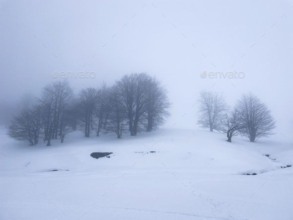 Minimalist forest of bare trees covered in snow on a foggy winter day with no people around - Stock Photo - Images