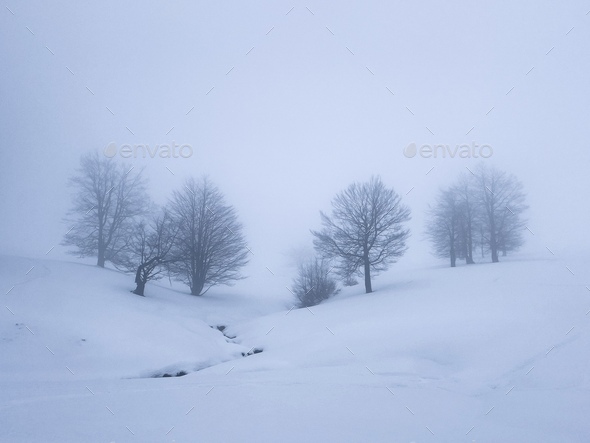 Minimalist forest of bare trees covered in snow on a foggy winter day with no people around  - Stock Photo - Images