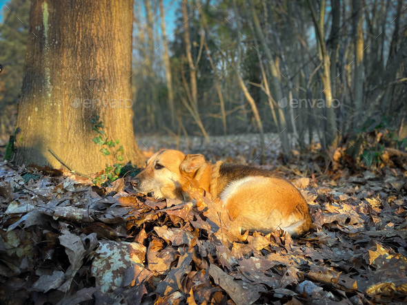 Dog in the forest  - Stock Photo - Images
