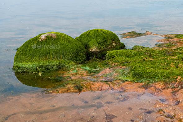 Sea green algae on stone in water. Wet seaweed covered stone. - Stock Photo - Images