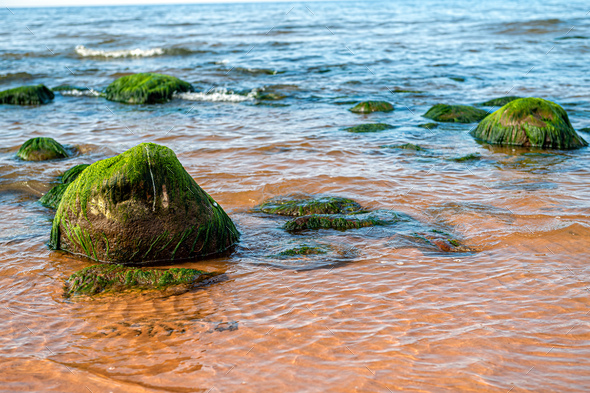 Sea green algae on stone in water. Wet seaweed covered stone. - Stock Photo - Images