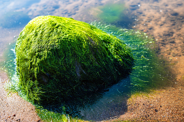 Green background of algae seaweed. Stone with bright seaweed closeup. - Stock Photo - Images