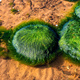 Green background of algae seaweed. Stone with bright seaweed closeup. - PhotoDune Item for Sale