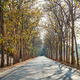 The asphalt road through the tree tunnel - PhotoDune Item for Sale