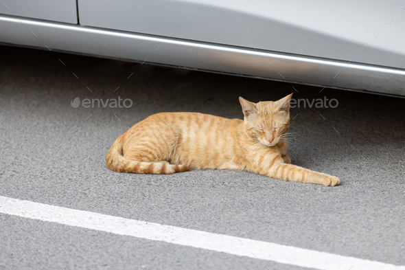 Cute ginger cat sleeping on the street next to the car - Stock Photo - Images