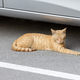 Cute ginger cat sleeping on the street next to the car - PhotoDune Item for Sale