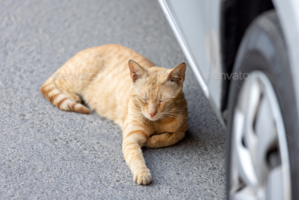Young ginger kitten sleeping by the car in the street - Stock Photo - Images