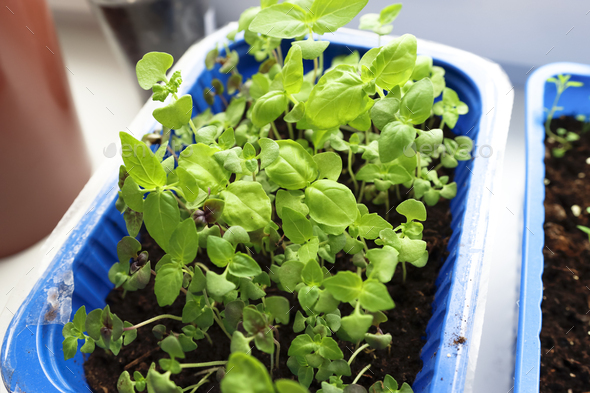 Young basil plants planted in a seedling container and growing on a windowsill in an apartment