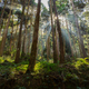 Cedar trees in the forest with through sunlight ray - PhotoDune Item for Sale