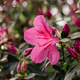 Blooming hybrid Azalia Rhododendron hybridum selection in a greenhouse - PhotoDune Item for Sale