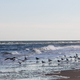 Peaceful landscape beach view with seagulls walking on shore and ocean in the background  - PhotoDune Item for Sale