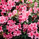 Blooming pink azalea flowers close up nature spring background. - PhotoDune Item for Sale