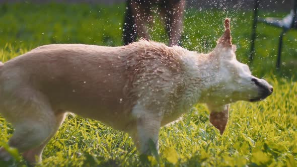 Adorable Beagle-Labrador mix dog shakes off water,after being washed,at sunset alt