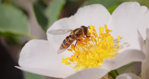 Hoverflies Flower Flies or Syrphid Flies Insect Family Syrphidae alt