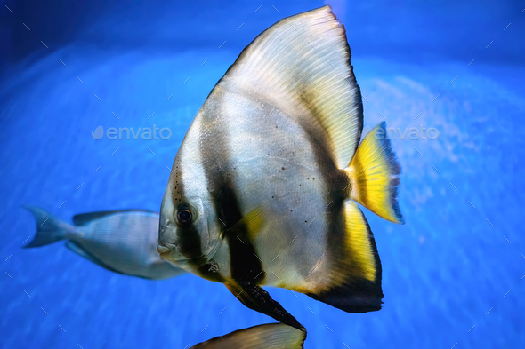 Beautiful Fish Platax Teira, Longfin Batfish In Blue Water Of Aquarium, Marine Life - Stock Photo - Images