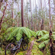 Lake Mountain Bike Park in Australia - PhotoDune Item for Sale