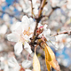 Beautiful almond pink tree flower in Spring March season - PhotoDune Item for Sale