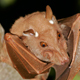 Gambian Epauletted Fruit Bat Calling