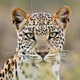 Male Leopard Calling