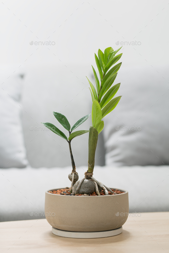 Zamioculcas zamiifolia. - Stock Photo - Images