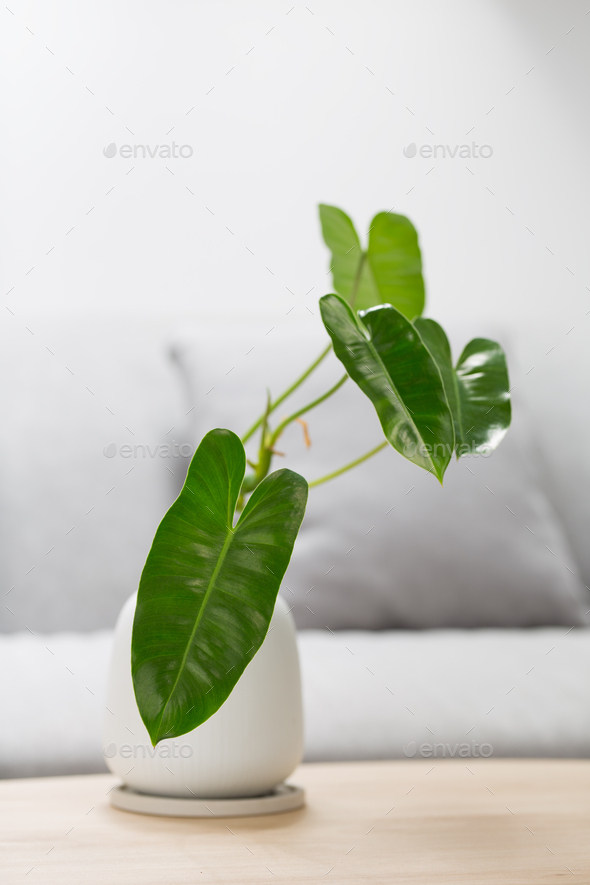 Philodendron burle marx. - Stock Photo - Images