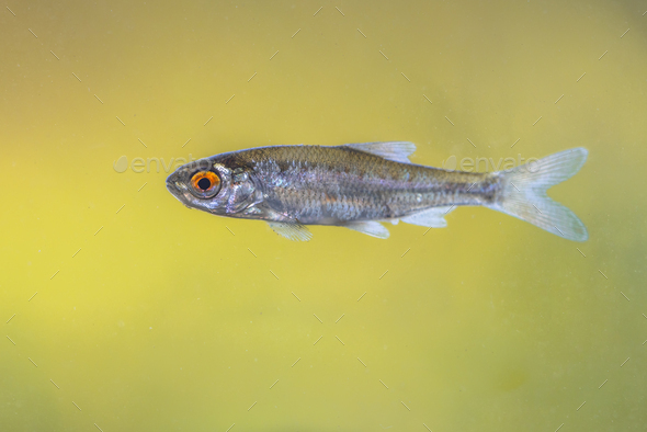 Sunbleak or belica freshwater fish - Stock Photo - Images