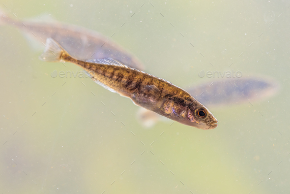 Many Kinds of Natural Freshwater Fish Stock Photo - Image of