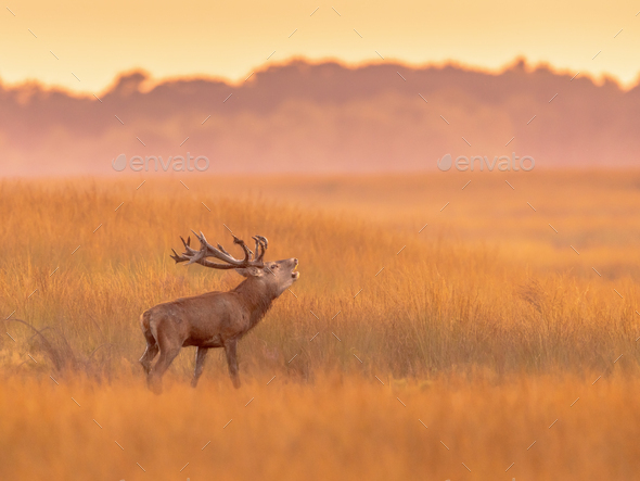 Male red deer belling at sunset in natural habitat on Veluwe Stock Photo by  CreativeNature_nl