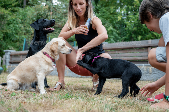 Caucasian female dog owner obedience training her three dogs