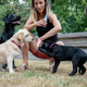 Caucasian female dog owner obedience training her three dogs - PhotoDune Item for Sale