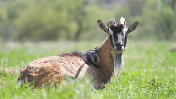 Domestic Milk Goat with Long Beard and Horns Resting on Green Pasture Grass on Summer Day alt